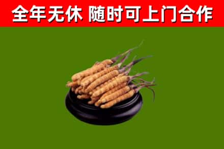 临安区回收散虫草